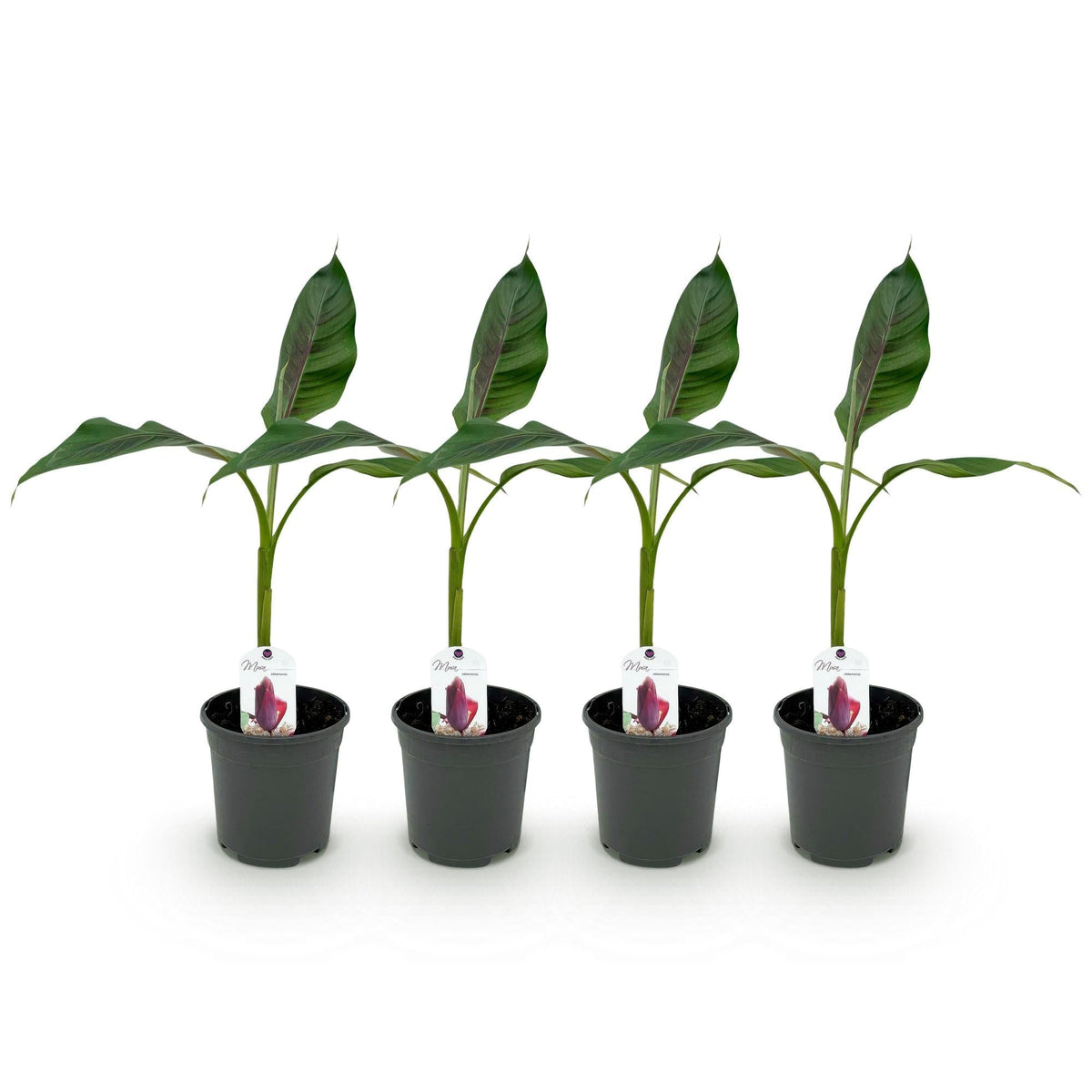 Bananenpflanze Musa sikkimensis Red Tiger – Winterhart – 4 Pflanzen – Ø17 cm – Höhe ca. 40 cm – Exotisches Flair für Garten & Terrasse