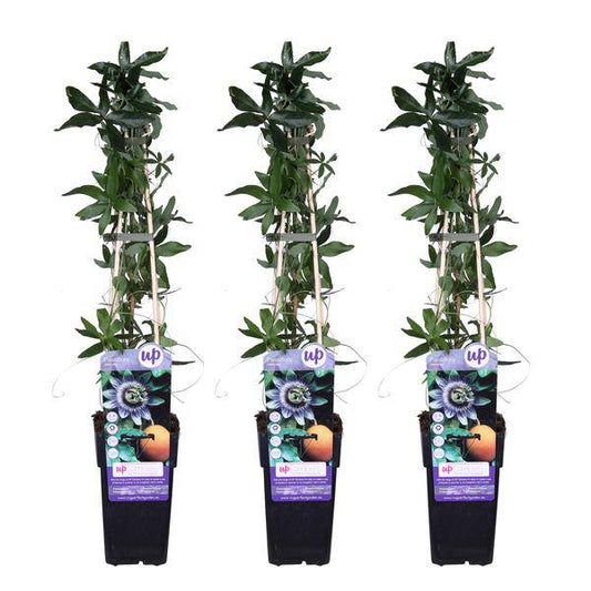 Blaue Passionsblume - Passiflora caerulea - ↨65cm - Ø15cm - 3 Stück