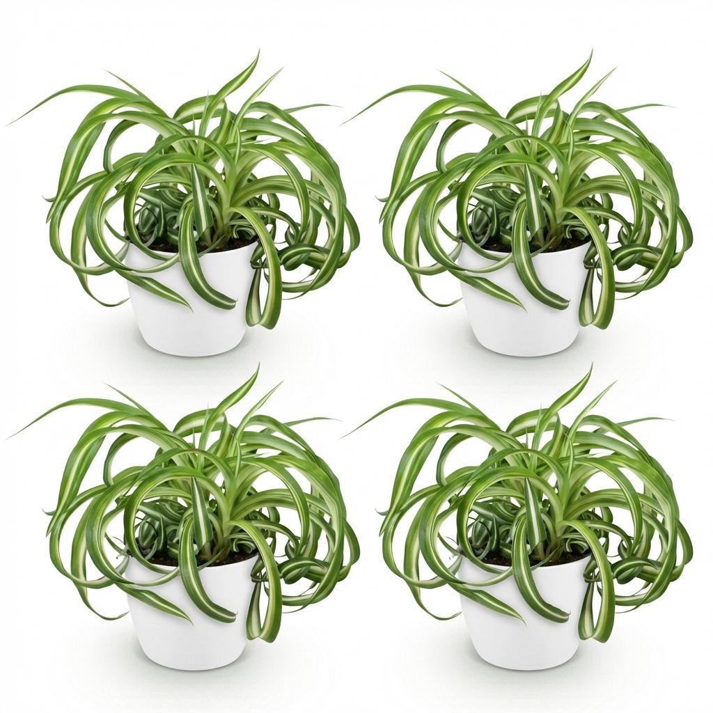 Green boutiQ - Zimmerpflanze - Chlorophytum comosum Bonnie - Lockige Graslilie - Haustierfreundliche Pflanze - Grün - 4 Pflanzen - mit Potter Weiß - Topf 12cm - Höhe 20cm