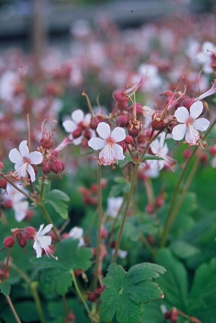 Felsen-Storchschnabel Geranium macrorrhizum 'Spessart' – Winterharter Bodendecker – 6 Pflanzen – Ø9 cm Töpfe – Höhe 10-25 cm – Weiße Blüten & grünes Laub – Ideal für Steingärten & Beete