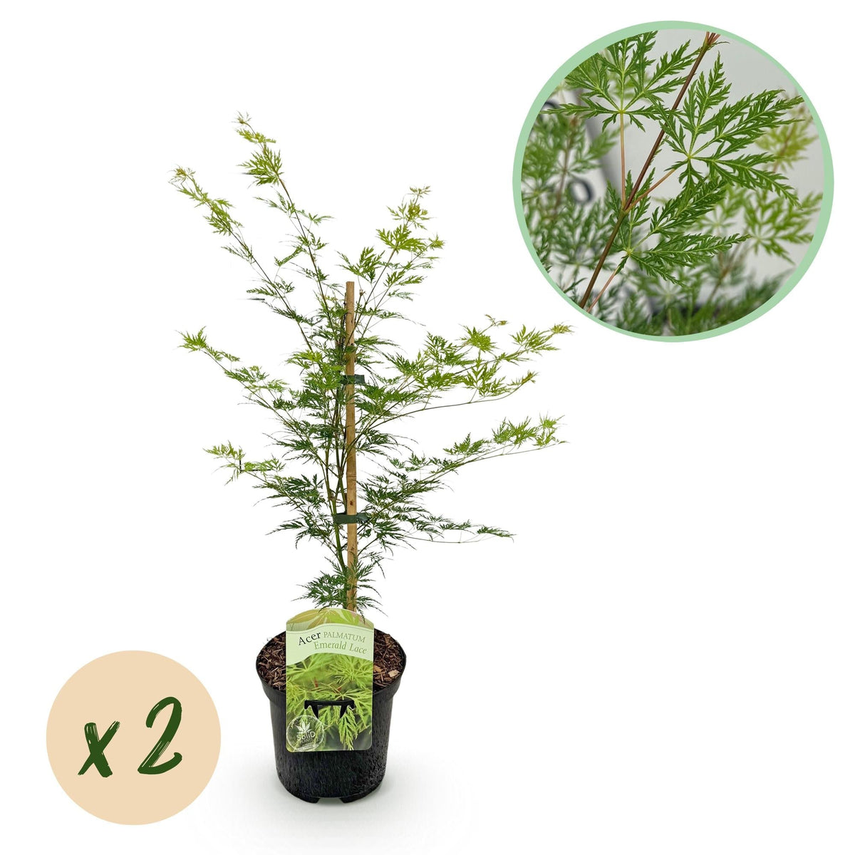 Japanischer Ahorn – Acer palmatum 'Emerald Lace' – 2 Pflanzen – je ca. 70 cm hoch – Topf Ø19 cm – fein geschnittenes Laub – Balkon- & Gartenpflanze