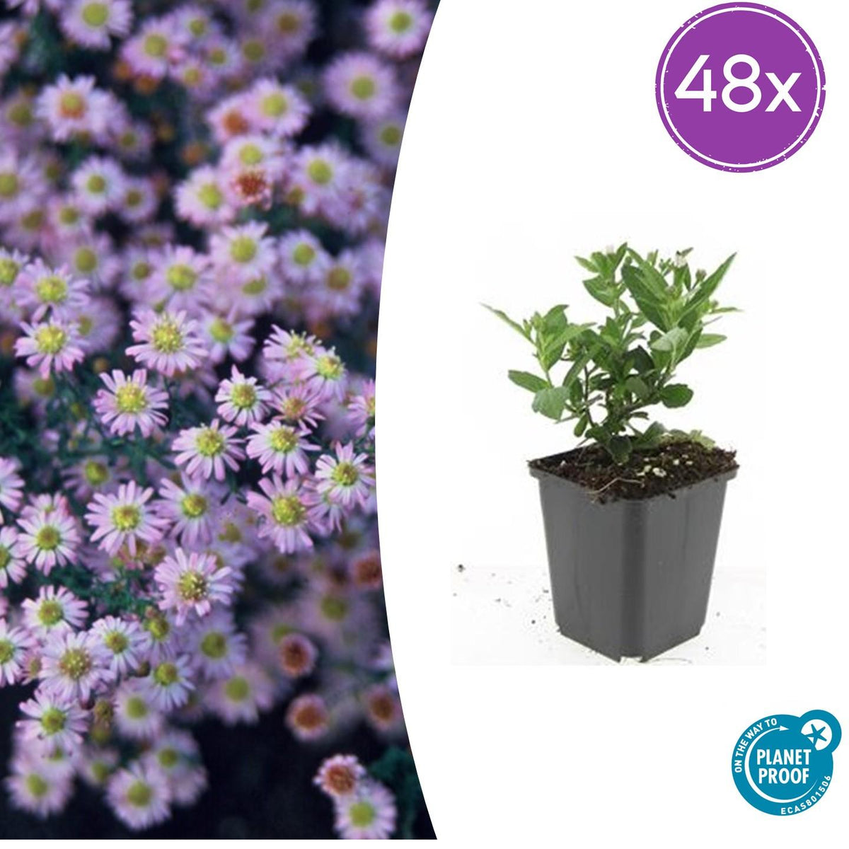 Aster ageratoides 'Stardust' – 48 Pflanzen – ↕10-25cm – Ø9cm – Herbstblüher – Weiß mit gelbem Zentrum – Bienen- & Schmetterlingsfreundlich – Pflegeleicht – Sonne bis Halbschatten