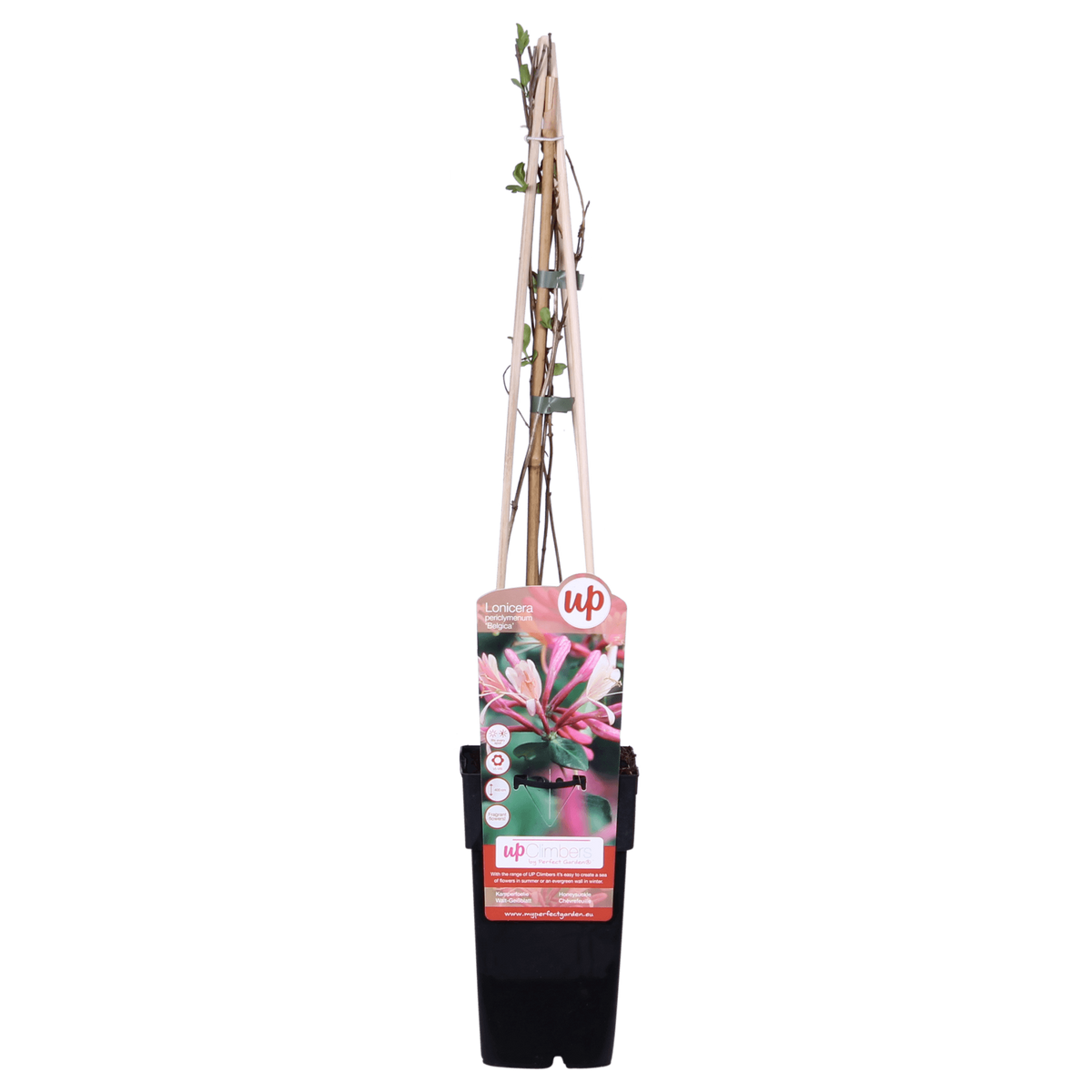 Waldgeißblatt - Lonicera periclymenum 'Belgica' - ↨65cm - Ø15cm - 3 Stück
