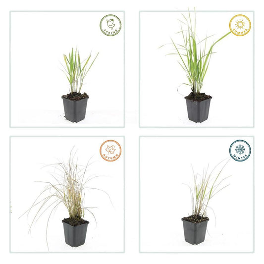 Sandrohr – Calamagrostis acutiflora 'Karl Foerster' – ↕10-25cm – Ø9cm – 6 Pflanzen – winterhartes Ziergras, aufrecht wachsend