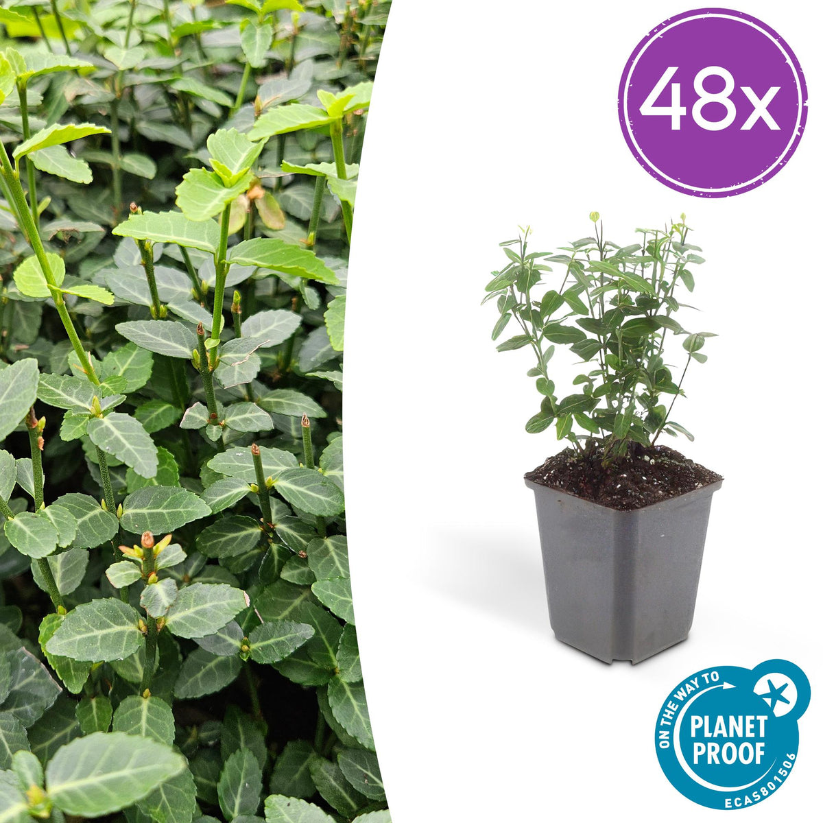 Euonymus fortunei radicans – Bodendecker – 48 Pflanzen – Ø9cm – ↕10–25cm – Immergrün & winterhart – Für Schatten & Flächenbegrünung