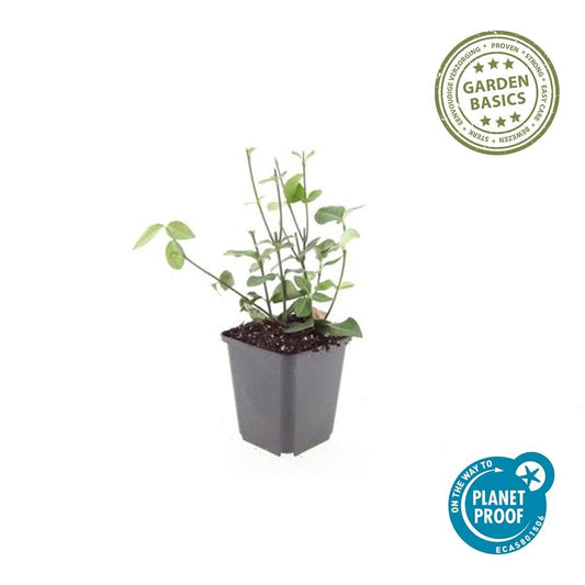 Purpur-Kriechspindel Euonymus fortunei 'Coloratus' – ↕10-25cm – Ø9cm – 6 Pflanzen – Winterharter Zierstrauch für Beete, Bodendecker & Hecken – Glänzendes Laub & purpurfarbene Beeren