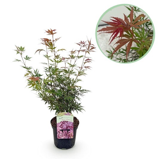 Japanischer Ahorn Acer palmatum 'Jerre Schwartz' – Dunkelrot – Balkon- & Gartenpflanze – Ø19 cm Topf – Ca. 70 cm hoch – Kompakter Zierahorn mit elegantem Farbspiel