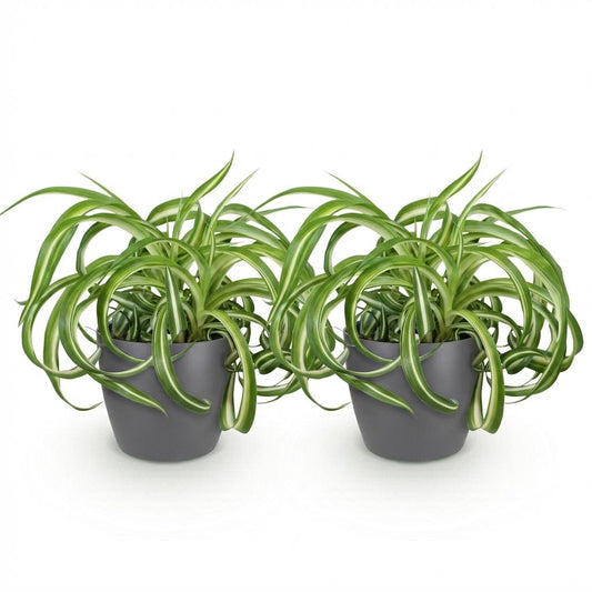 Green boutiQ - Zimmerpflanze - Chlorophytum comosum Bonnie - Lockige Graslilie - Haustierfreundliche Pflanze - Grün - 2 Pflanzen - mit Potter Grau - Topf 12cm - Höhe 20cm