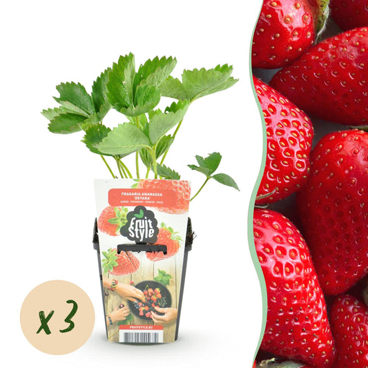 Erdbeere Fragaria Elvira winterhart 3 Pflanzen Höhe 30cm Ø9cm – Rote Erdbeere für Beet Balkon & Topf – Pflegeleichte Obstpflanze mit hohem Ertrag