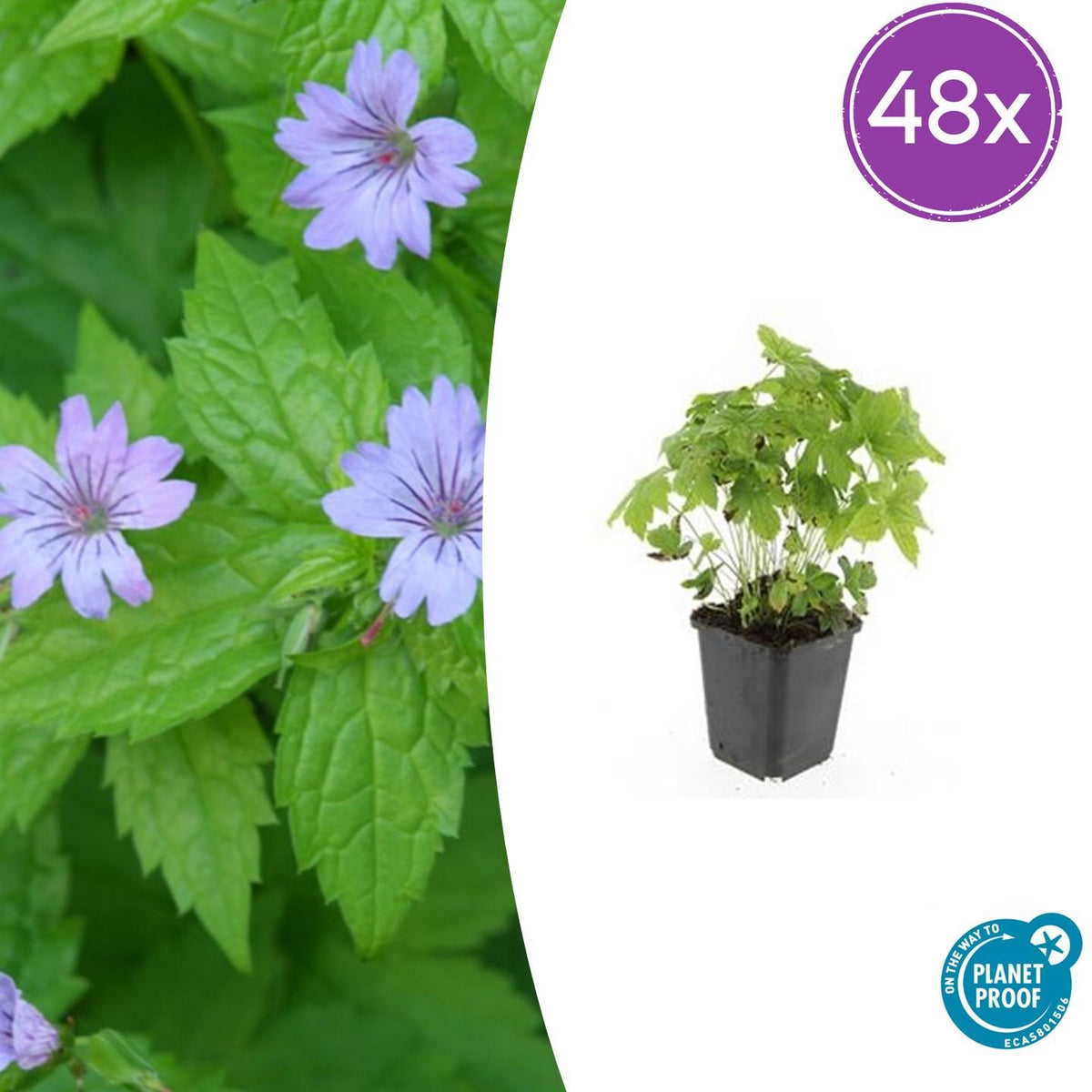 Geranium nodosum – 48 Pflanzen – ↕10-25cm – Ø9cm – Bodendecker – Tiefpurpurne Blüten – Winterhart – Pflegeleicht – Schattengarten & Waldgarten