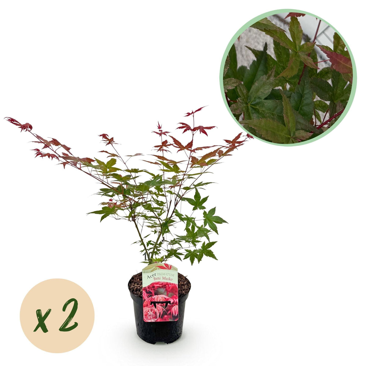 Japanischer Ahorn – Acer palmatum 'Beni Maiko' – 2 Pflanzen – ca. 70 cm hoch – Ø19 cm – tiefgrünes Laub, herbstlich scharlachrot – Balkonpflanze & Beetpflanze