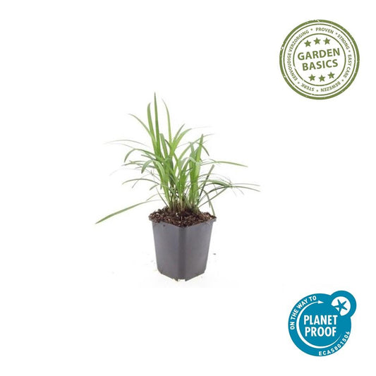 Glöckchentraube Liriope muscari 'Moneymaker' – ↕10-25cm – Ø9cm – 6 Pflanzen – Immergrün, Bodendecker, Violette Blüten, Pflegeleicht