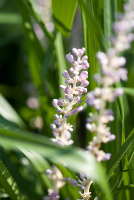 Glöckchentraube Liriope muscari 'Monroe White' – ↕10-25cm – Ø9cm – 6 Pflanzen – Immergrün & winterhart – Bodendecker & Beetpflanze