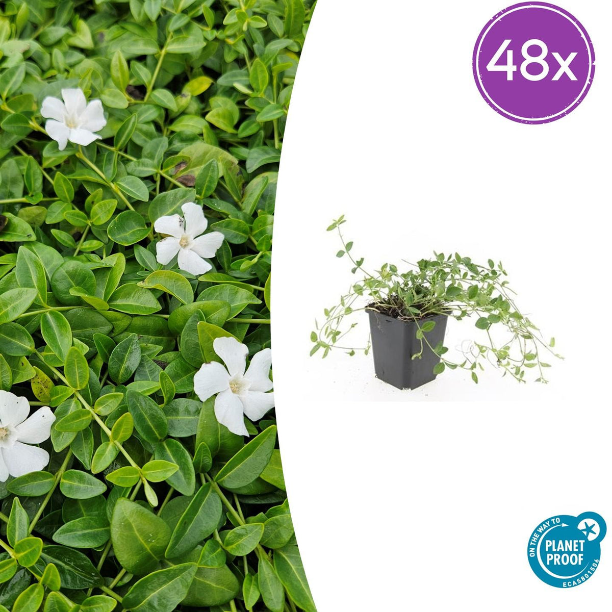 Vinca minor 'Gertrude Jekyll' – Immergrüner Bodendecker – 48 Pflanzen – Weiße Blüten – 10–25 cm – Ø9 cm