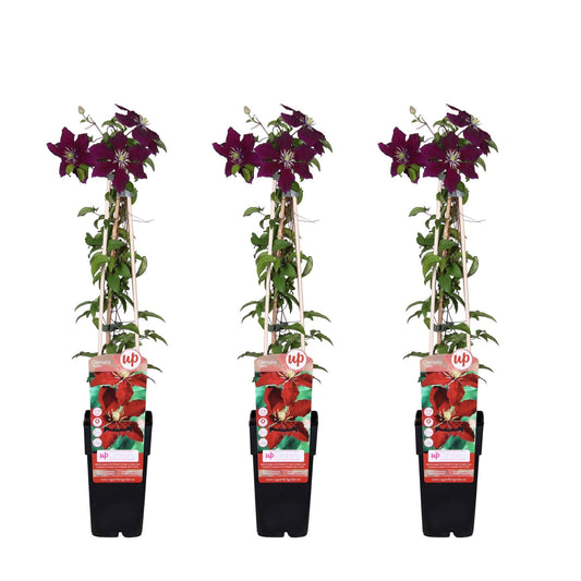 Waldrebe - Clematis Niobe – 3 Pflanzen - Winterharte Kletterpflanze mit roten Blüten – Ø15 cm Topf – Ca. 65 cm hoch – Blüte Mai bis September – Ideal für Garten, Zaun & Pergola