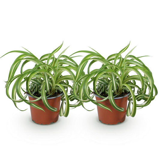 Green boutiQ - Zimmerpflanze - Chlorophytum comosum Bonnie - Gewelltes Grünlilie - Haustierfreundlich - Bunt - 2 Pflanzen - Topf 12cm - Höhe 20-25cm