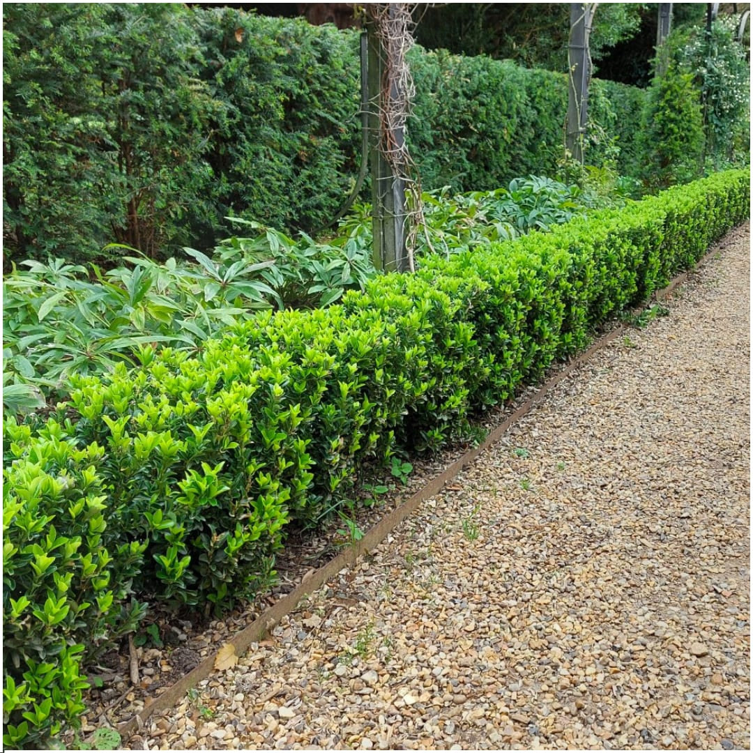 Japanischer Spindelstrauch Euonymus 'Green Spire' – Ø7cm – ↨15cm – 6 Pflanzen – Aufrechter, winterharter Zierstrauch für Garten, Terrasse & Hecke