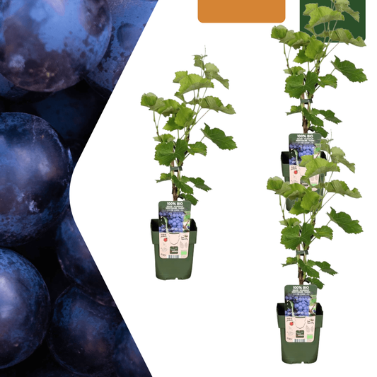 Bio Weintraube Vitis vinifera – Biologische Weinpflanzen – Ø13cm – ↨20cm – 3 Pflanzen – Frostbeständig & Vieltragend – Für Garten, Terrasse & Balkon