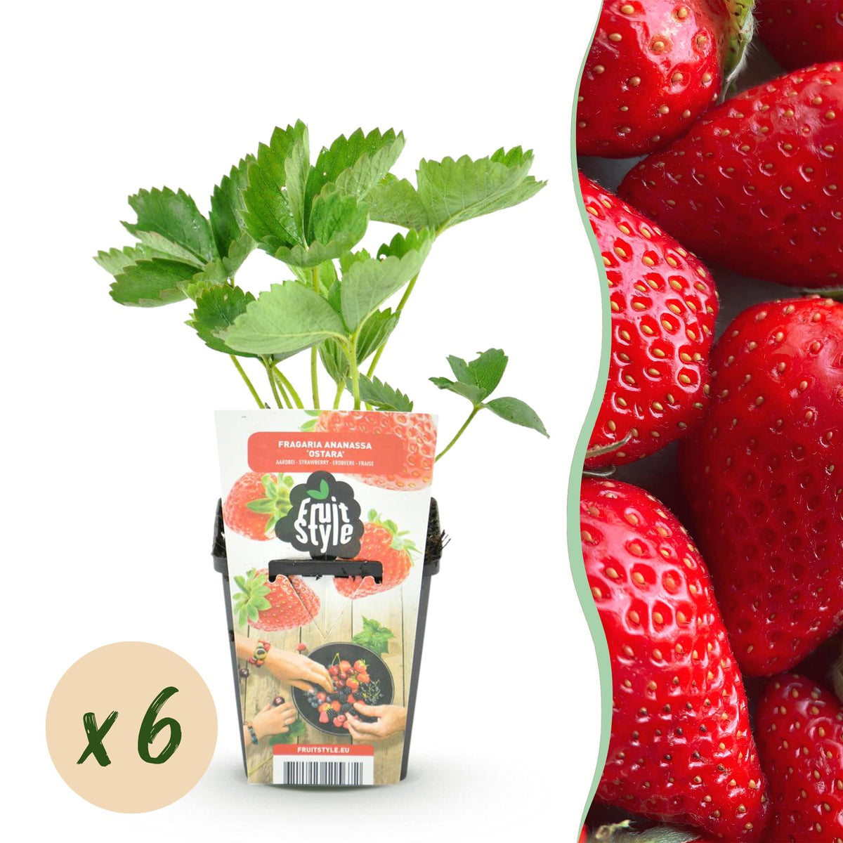 Erdbeere Fragaria Elvira winterhart 6 Pflanzen Höhe 30cm Ø9cm – Rote Erdbeere für Beet Balkon & Topf – Pflegeleichte Obstpflanze mit hohem Ertrag
