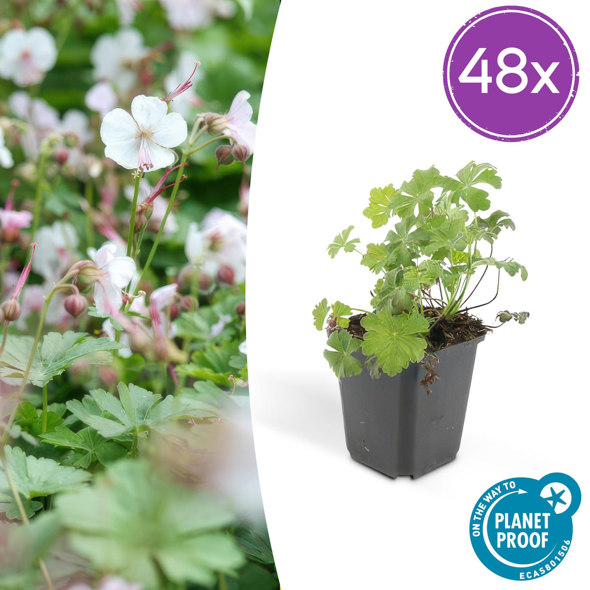 Geranium cantabrigiense 'Biokovo' – 48 Pflanzen – ↕10-25cm – Ø9cm – Weiß-rosa blühender Bodendecker – Winterhart & pflegeleicht