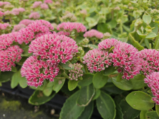 Hohes-Fettblatt Sedum 'Herbstfreude' – ↕10-25cm – Ø9cm – 6 Pflanzen – Winterhart – Trockenheitstolerant – Bienenfreundlich – Spätsommerblüte
