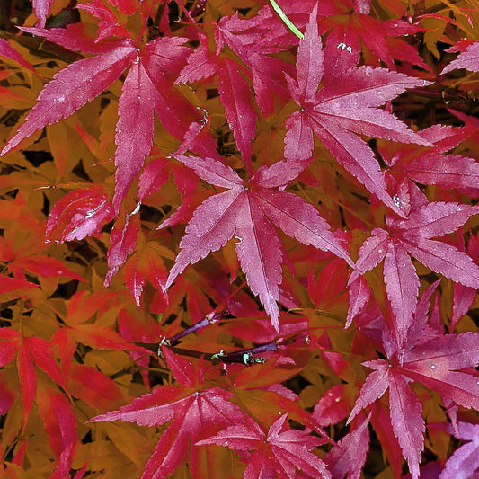 Japanischer Ahorn – Acer palmatum 'Pink Dwarf' – ca. 70 cm hoch – Ø19 cm – rosa Frühlingslaub – kompakte Balkon- & Gartenpflanze