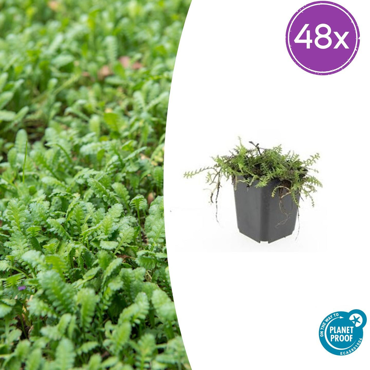 Leptinella squalida – 48 Pflanzen – Immergrüner Bodendecker – 9cm – ↕10–25cm – Feingliedrige Polsterpflanze für schattige & feuchte Gartenbereiche – Pflegeleicht & winterhart