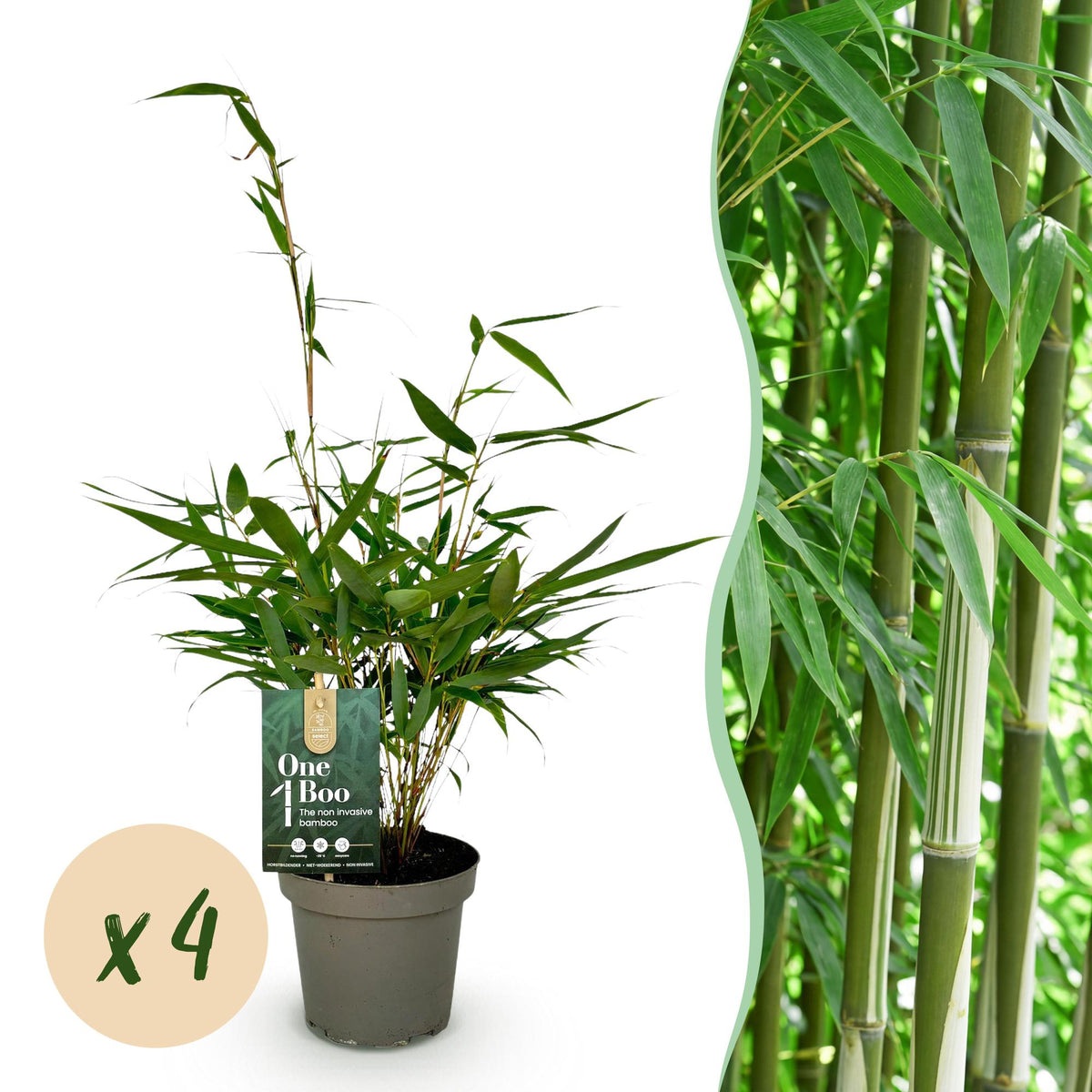 Green boutiQ - Gräser - Fargesia robusta Pingwu - Bambus - Nicht Wuchernd - Grün - 4 Pflanzen - Topf 14 cm - Höhe 35 cm