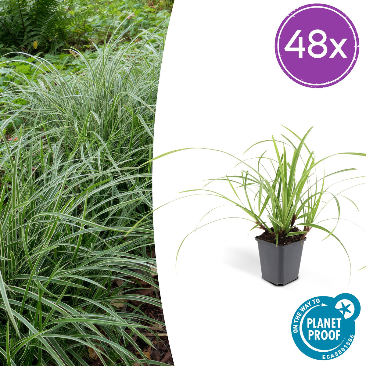 Carex morrowii 'Ice Dance' – Immergrünes Ziergras – 48 Pflanzen – Bodendecker für Sonne & Schatten – Ø9cm – ↕10–25cm – Winterhart & pflegeleicht
