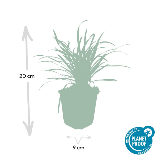 Lilientraube Liriope muscari 'Big Blue' – ↕10-25cm – Ø9cm – 6 Pflanzen – Immergrün, Lila Blüten, Bodendecker, Pflegeleicht, Halbschatten