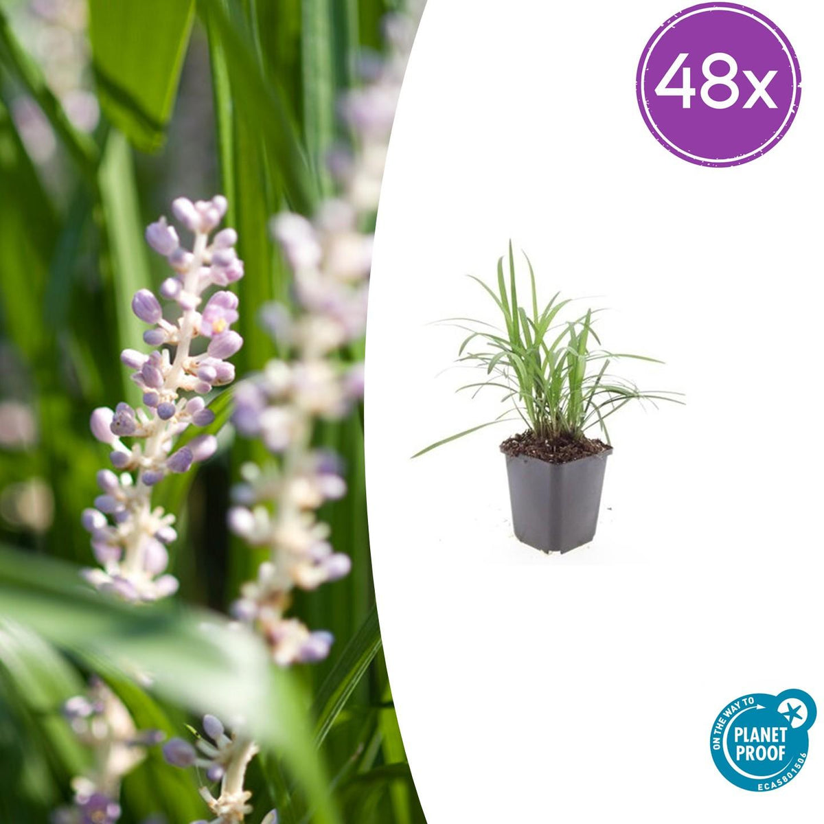 Liriope muscari 'Moneymaker' – 48 Pflanzen – ↕10-25 cm – Ø9 cm – Immergrüner Bodendecker – Violette Blüten – Pflegeleicht – Winterhart