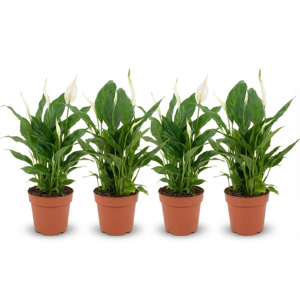 Spathiphyllum Einblatt – 4 Pflanzen – Ø12cm – Höhe 35–40cm – Luftreinigende Zimmerpflanze – Weiße Blüten – Ideal für Wohnraum & Büro