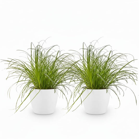 Green boutiQ - Zimmerpflanze - Cyperus alternifolius Zumula - Katzenpflanze - Haustierfreundliche Pflanze - Grün - 2 Pflanzen - mit Potter Weiß - Topf 12cm - Höhe 20cm