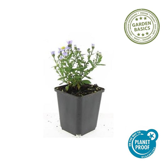 Kissen-Aster Aster (D) 'Prof. Anton Kippenberg' – ↕10-25cm – Ø9cm – 6 Pflanzen – Lila Herbstblüte – Pflegeleicht – Beete & Töpfe