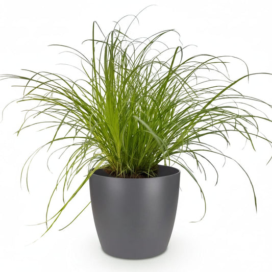 Green boutiQ - Zimmerpflanze - Cyperus alternifolius Zumula - Katzenpflanze - Haustierfreundliche Pflanze - Grün - 1 Pflanze - mit Potter Grau - Topf 12cm - Höhe 20cm