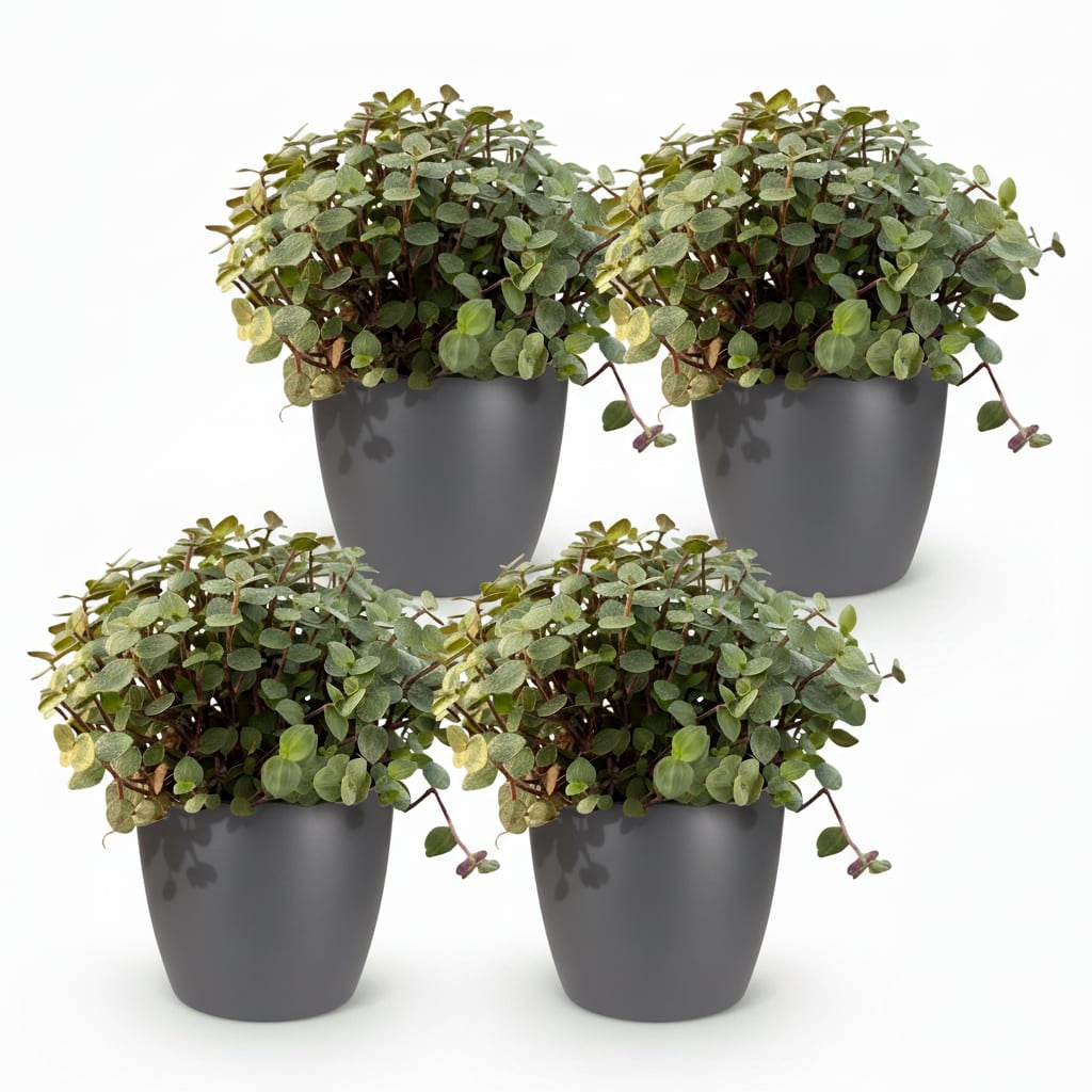 Green boutiQ - Zimmerpflanze - Calissia repens - Katzengras - Haustierfreundlich - Grün - 4 Pflanzen - mit Potter Grau - Topf 12cm - Höhe 17-20cm