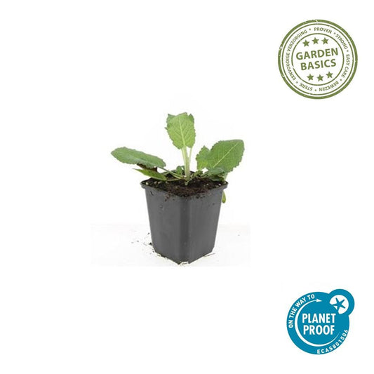 Blüten-Salbei Salvia nem. 'Mainacht' – ↕10-25cm – Ø9cm – 6 Pflanzen – Bienenfreundlich – Blau blühend – Sonniger Standort – Pflegeleicht