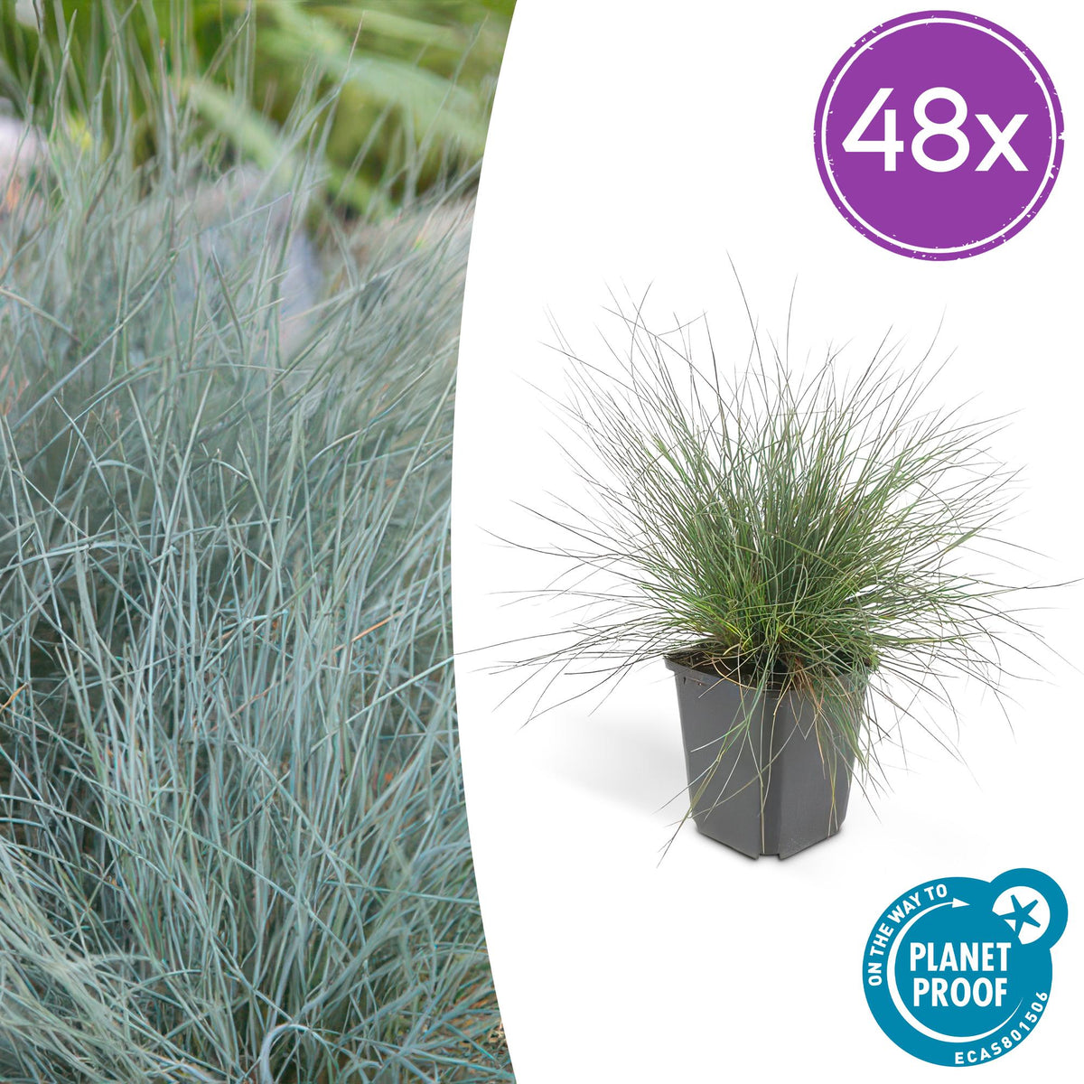 Blau-Schwingel Festuca glauca 'Elijah Bleu' – 48 Pflanzen – ↕10-25 cm – Ø9 cm – Blau-graues Ziergras – Pflegeleicht – Ideal für Steingärten & Beete