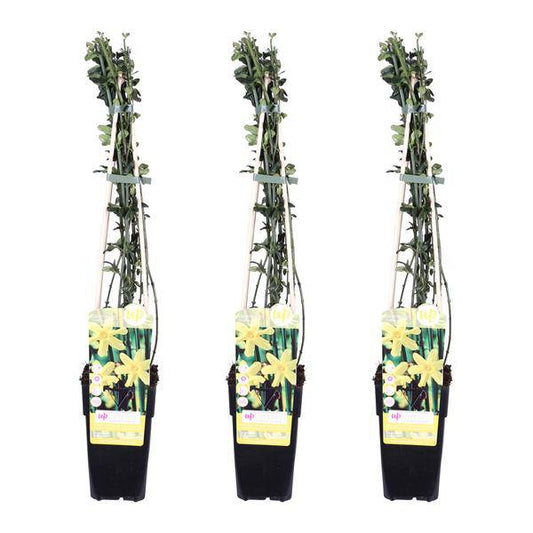 Winter-Jasmin - Jasminum nudiflorum - ↨65cm - Ø15cm - 3 Stück