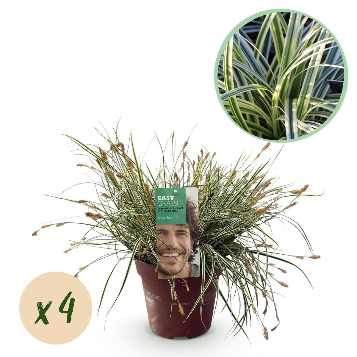 Grünweiße Segge – Carex oshimensis 'Everest' – 4 Pflanzen – Immergrün – Ziergras mit weißem Blattrand – Pflegeleicht – Ø17cm – Höhe ca. 50 cm