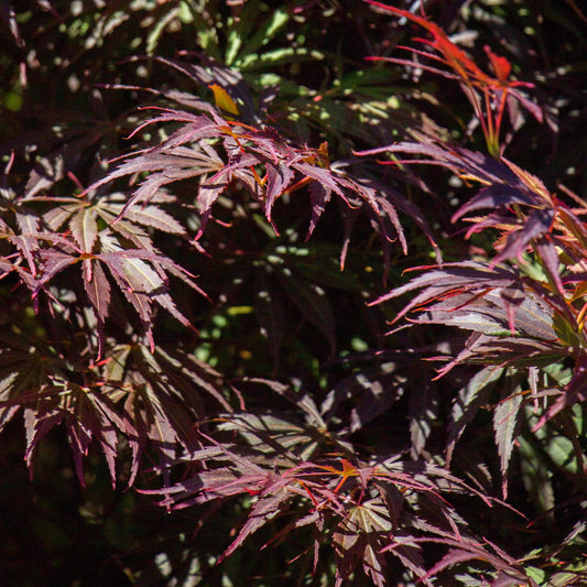 Japanischer Ahorn Acer palmatum 'Trompenburg' – Dunkel Lila – Balkon- & Gartenpflanze – Ø19 cm – Ca. 70 cm hoch – Edler Fächerahorn mit faszinierendem Farbwechsel