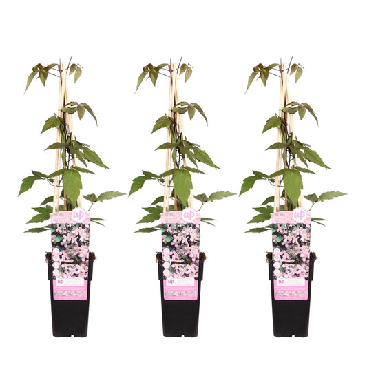 Clematis Montana 'Fragrant Spring' – 3 Pflanzen - Ø15cm – ↨65cm – Duftende Waldrebe – Schnellwachsende Kletterpflanze mit kleinen rosa Blüten