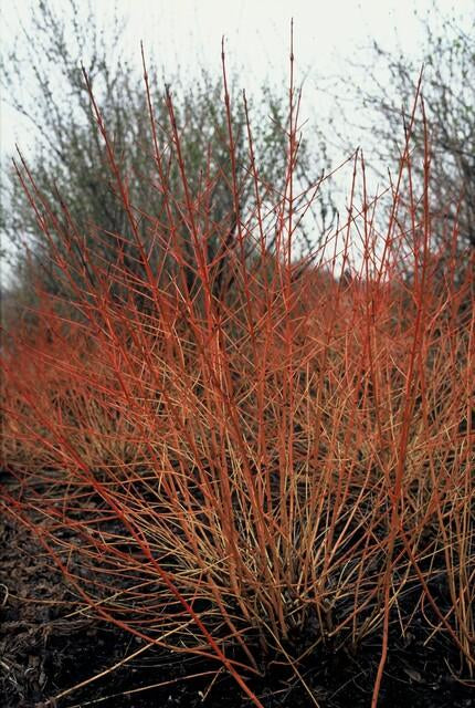 Roter Hartriegel – Cornus sanguinea 'Midwinter Fire' – ↑10-25cm – Ø9cm – 6 Pflanzen – Winterharter Zierstrauch, Leuchtende Zweige, Pflegeleicht