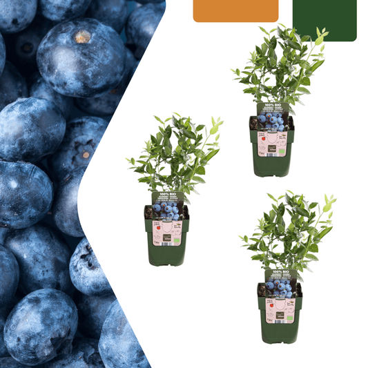 Vaccinium corymbosum – Bio-Heidelbeere – Ø13cm – ↕20cm – 3 Pflanzen – Biologische Heidelbeerpflanzen – Für Garten, Balkon & Terrasse