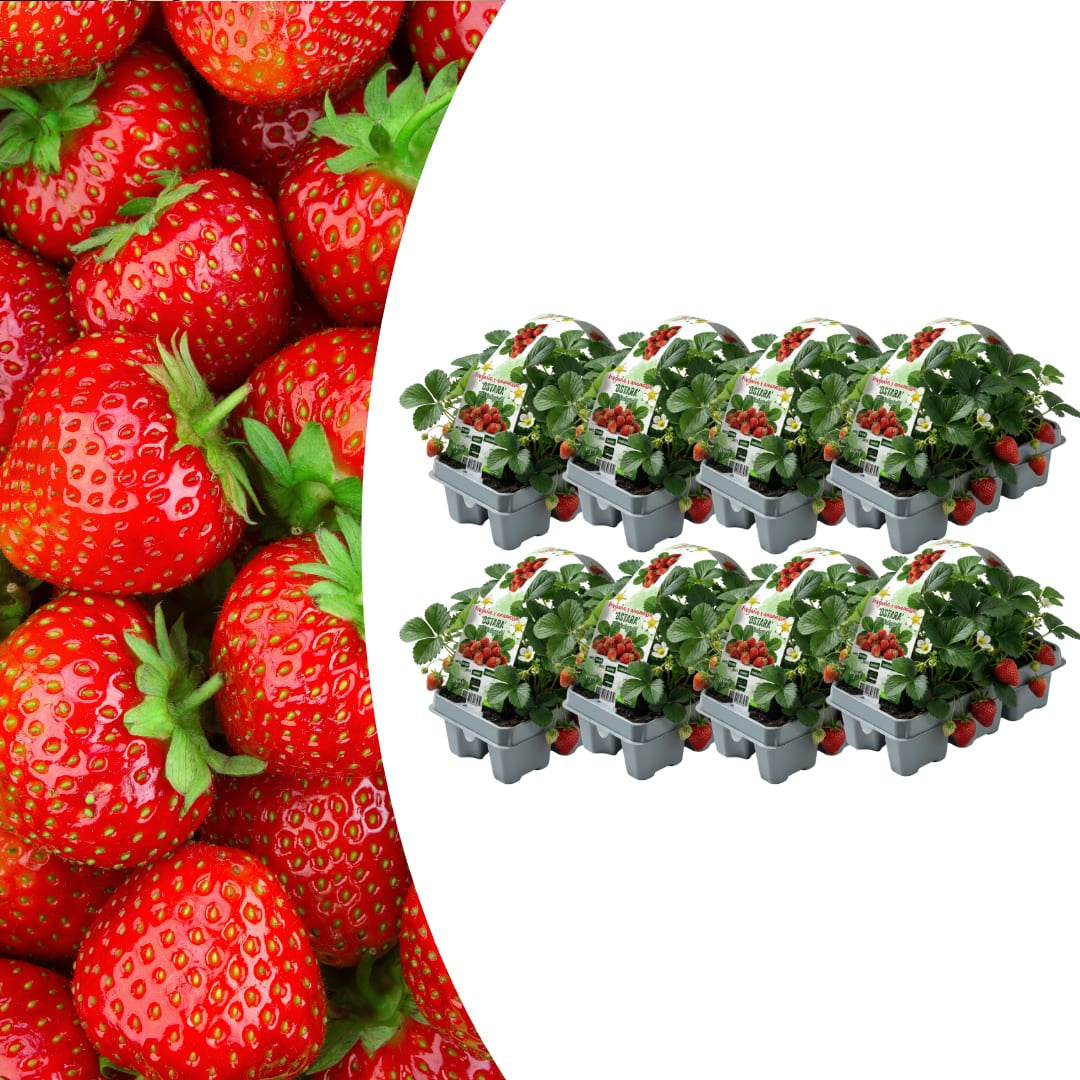 Erdbeeren, 6er-Pack (Fragaria), 100 % biologisch