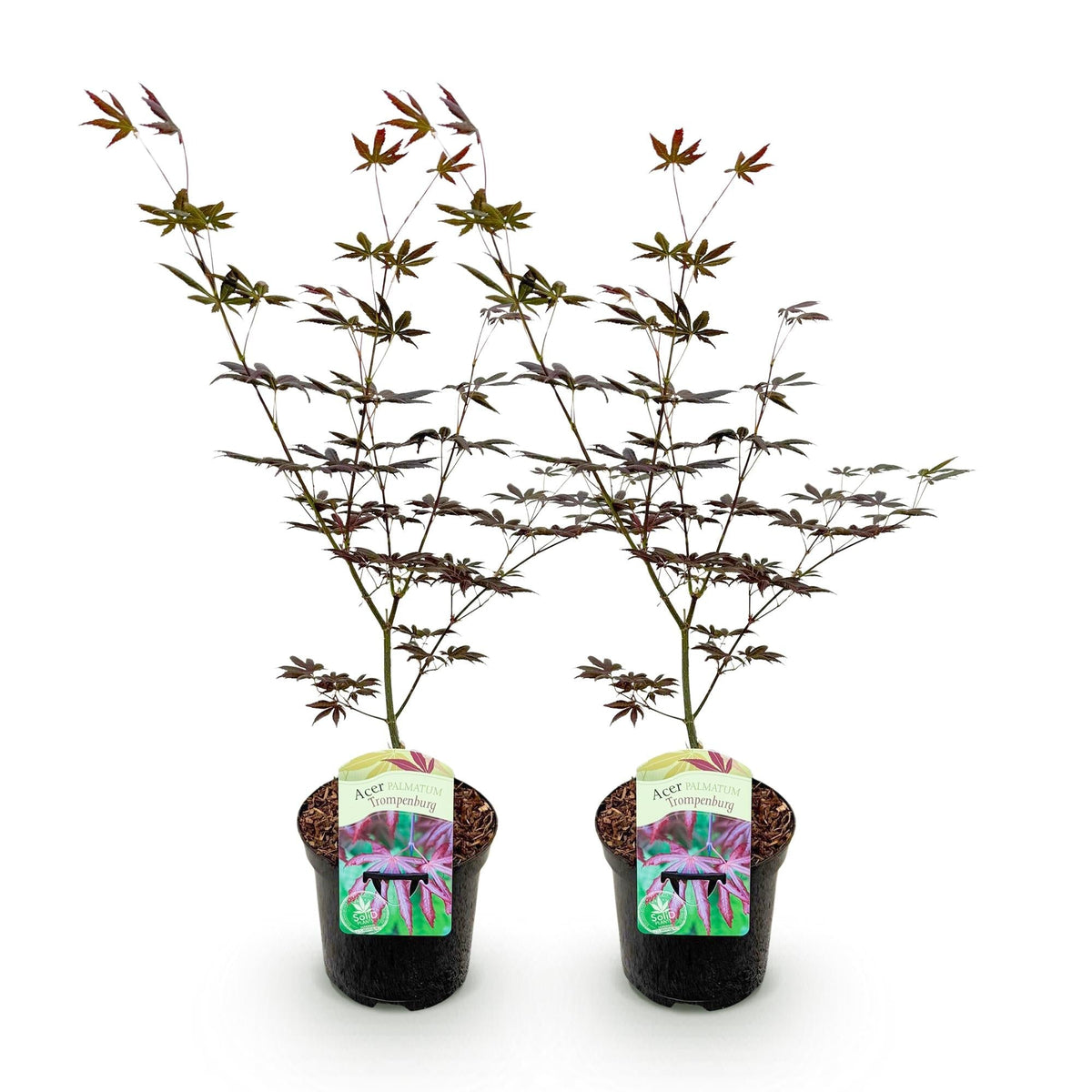 Japanischer Ahorn – Acer palmatum 'Trompenburg' – 2 Pflanzen – ca. 70 cm hoch – Ø19 cm – dunkelviolette Blätter – Balkon- & Gartenpflanze