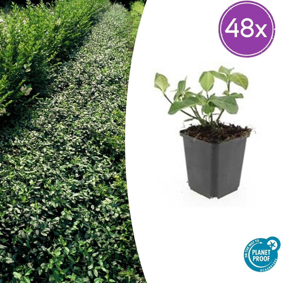 Euonymus fortunei 'Dart's Blanket' – Immergrüner Bodendecker – 48 Pflanzen – Ø9cm – ↕10–25cm – Buntlaubig & winterhart – Für Schatten & Beete
