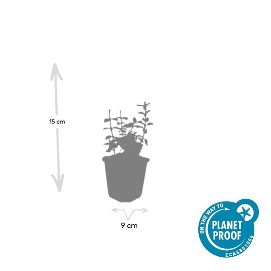 Kriechspindel – Euonymus fortunei 'Harlequin' – ↕10-25 cm – Ø9 cm – 6 Pflanzen – Bodendecker – Buntlaub – Sonne & Schatten – Pflegeleicht – Winterhart