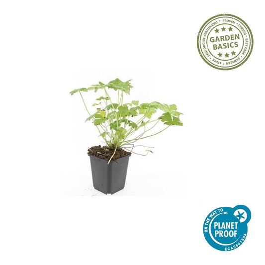 Blut-Storchschnabel Geranium 'Tiny Monster' – ↕10-25cm – Ø9cm – 6 Pflanzen – Kompakte, sommerblühende Staude für Beet, Kübel & Bodendecker – Pflegeleicht & robust