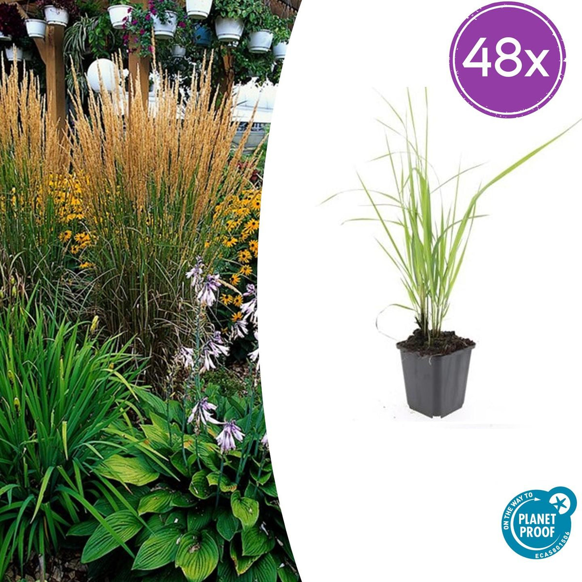 Calamagrostis acutiflora ‘Karl Foerster’ – 48 Pflanzen – ↕10-25cm – Ø9cm – Winterhartes Ziergras – Aufrechter Wuchs – Pflegeleicht – Für Beete & Rabatten